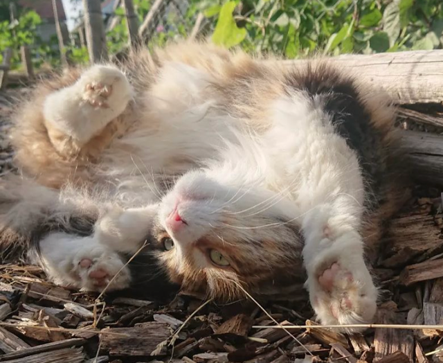 Sibirisk katt Ioata Arae